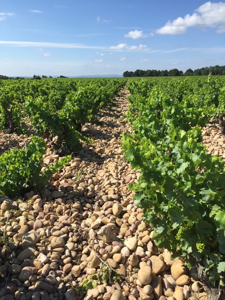 question terroir