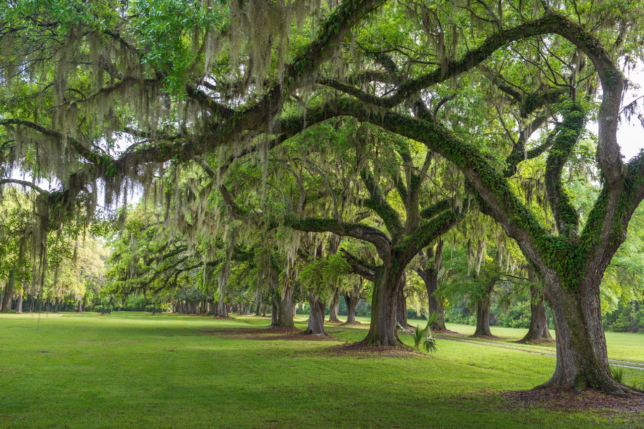 Charleston Lowcountry