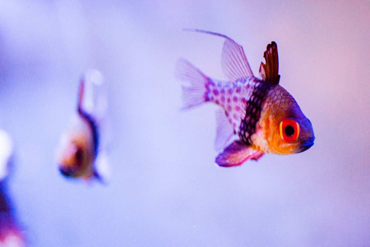 saltwater tank