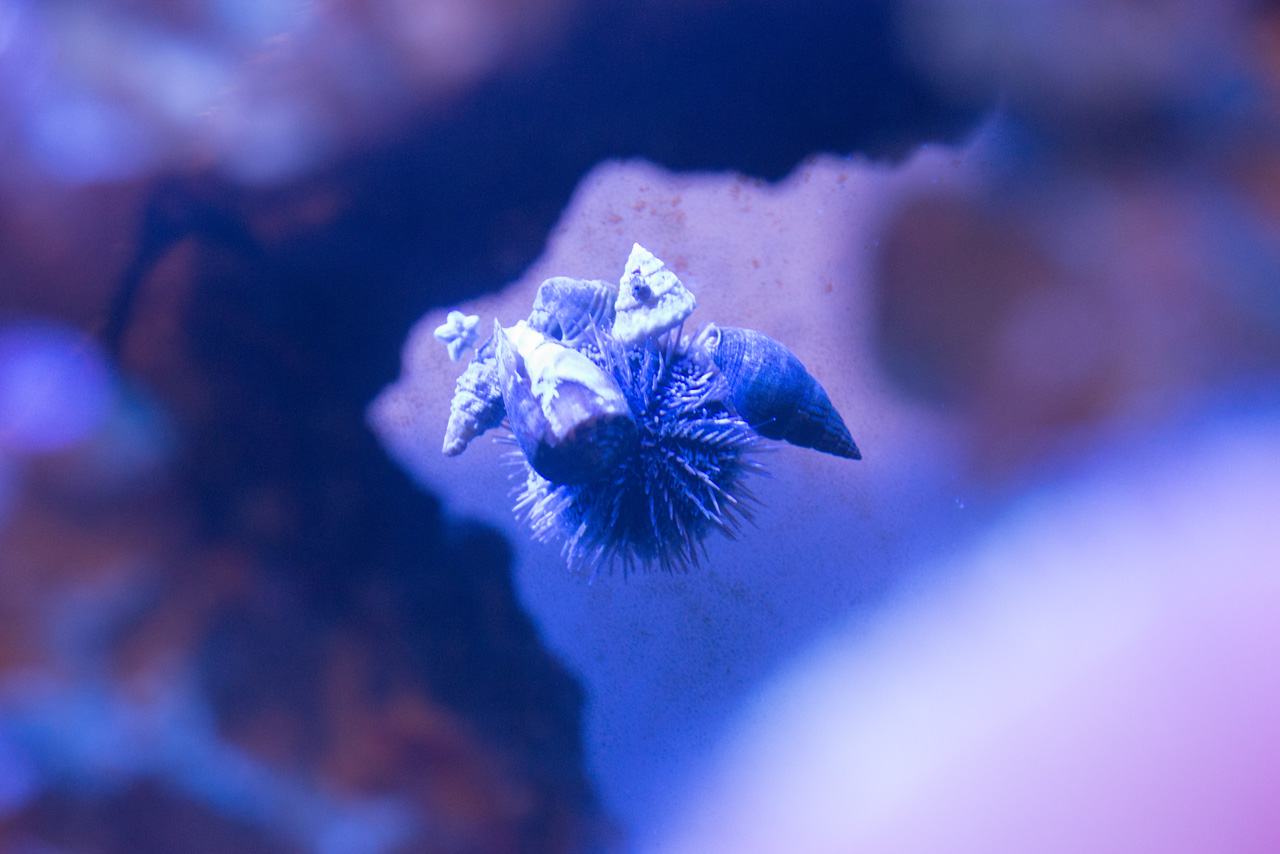 saltwater tank