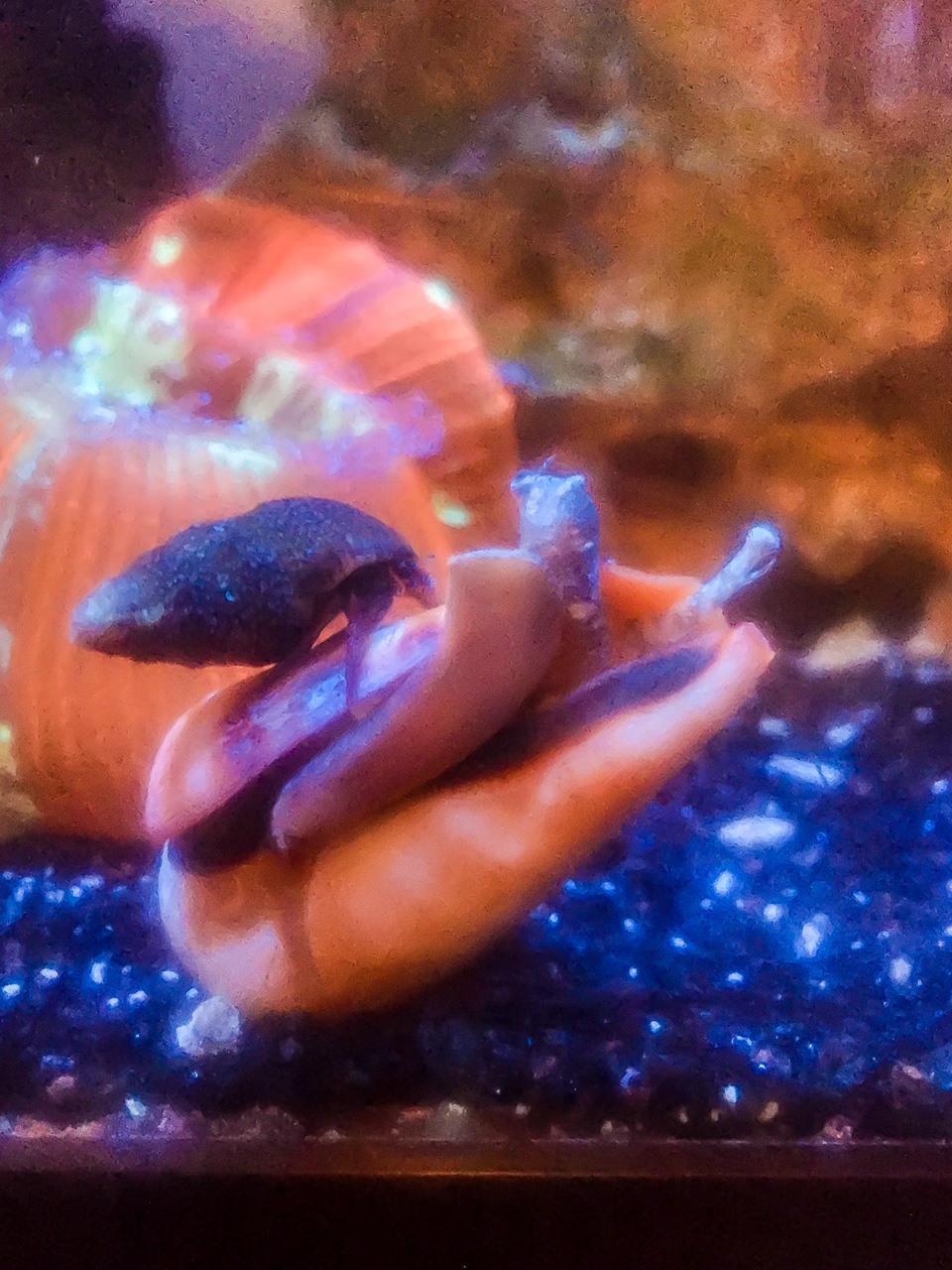 saltwater tank