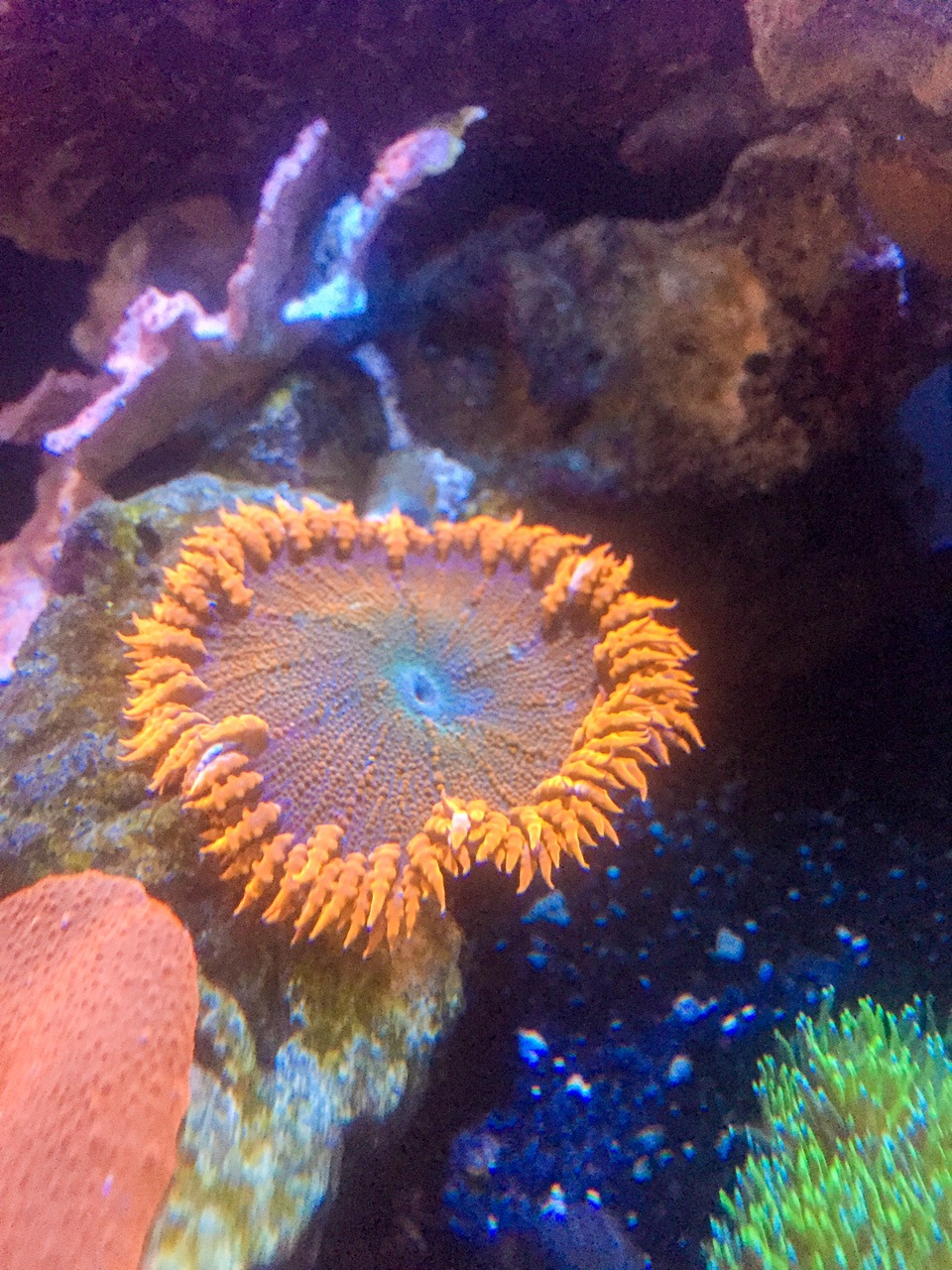 saltwater tank