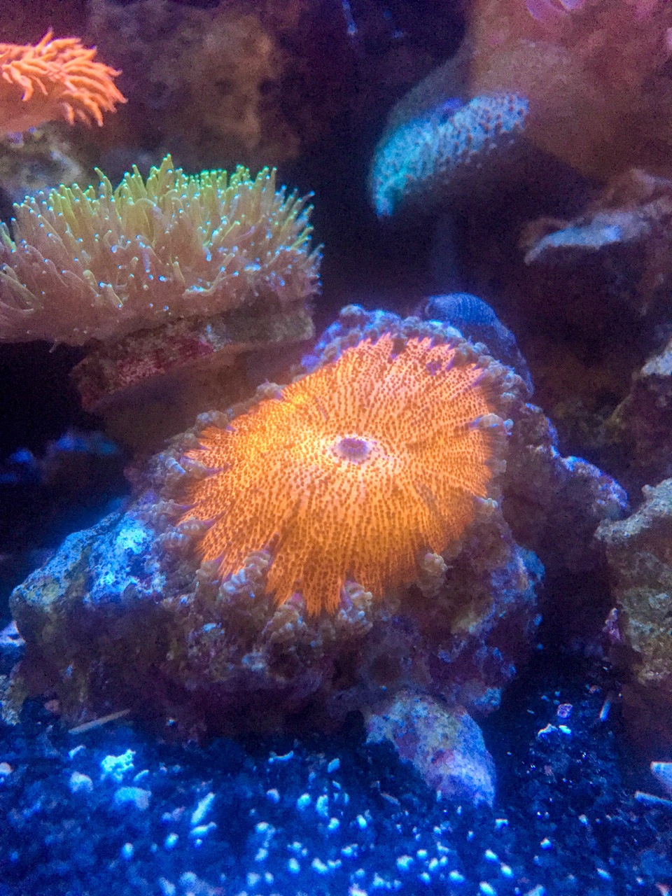 saltwater tank
