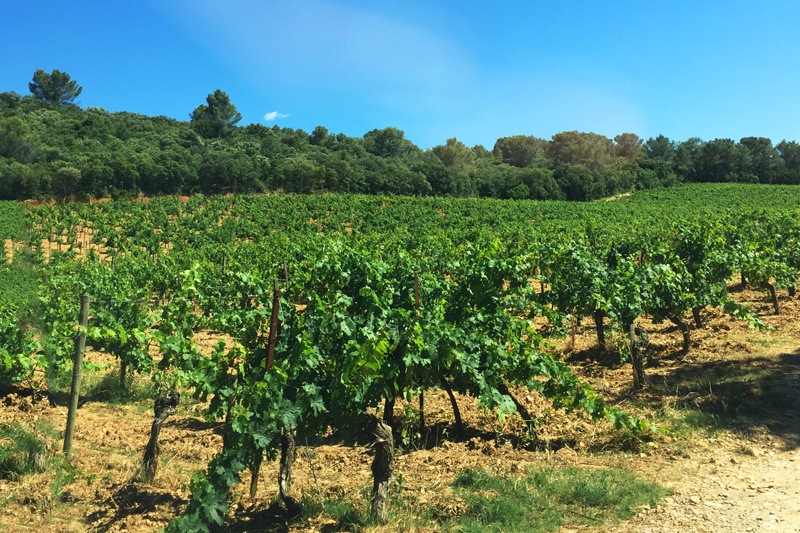 vineyard from gassac