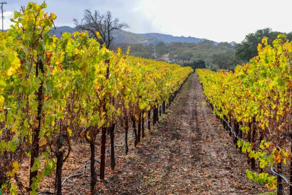 Hanna Winery & Vineyard