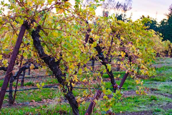 wine tasting Sonoma & Napa