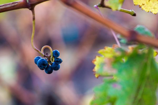 wine tasting Sonoma & Napa