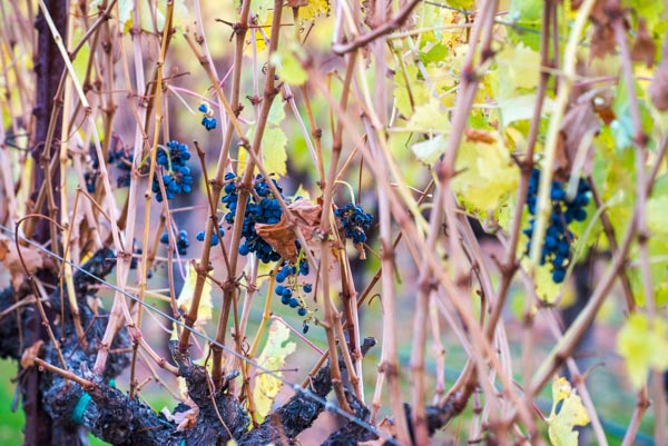 wine tasting Sonoma & Napa