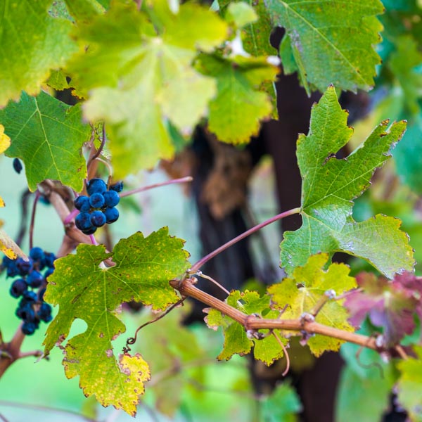 wine tasting Sonoma & Napa