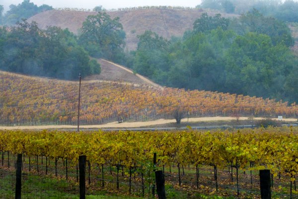 wine tasting Sonoma & Napa