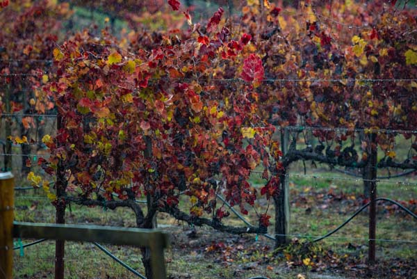 wine tasting Sonoma & Napa