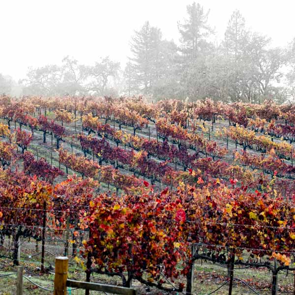 wine tasting Sonoma & Napa
