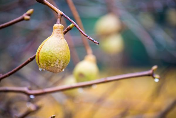 wine tasting Sonoma & Napa