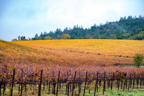 wine tasting Sonoma & Napa