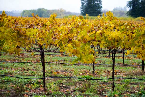 wine tasting Sonoma & Napa