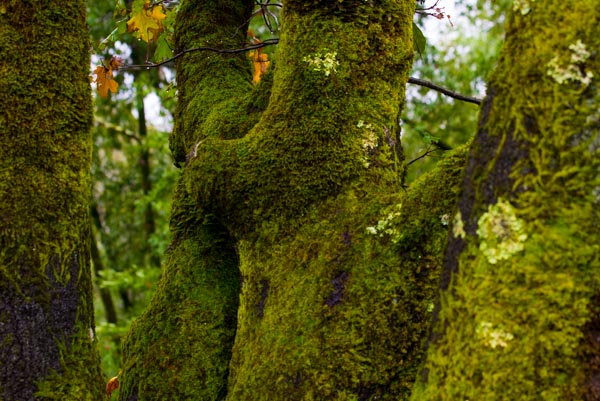 wine tasting Sonoma & Napa