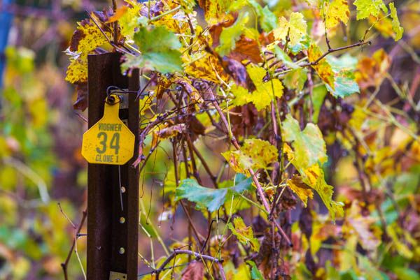 wine tasting Sonoma & Napa