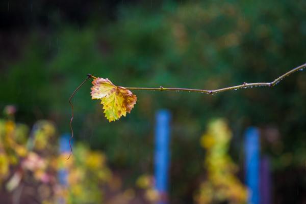 wine tasting Sonoma & Napa