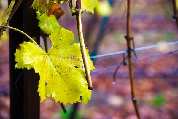 wine tasting Sonoma & Napa