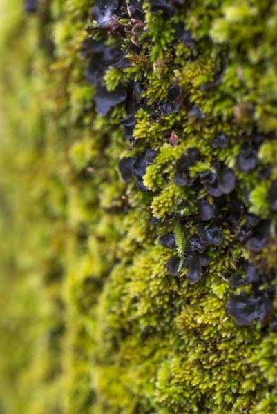 wine tasting Sonoma & Napa