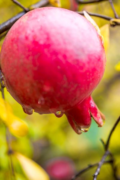 wine tasting Sonoma & Napa