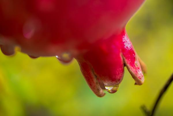 wine tasting Sonoma & Napa