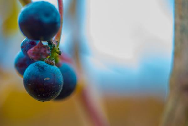 wine tasting Sonoma & Napa