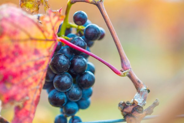 wine tasting Sonoma & Napa