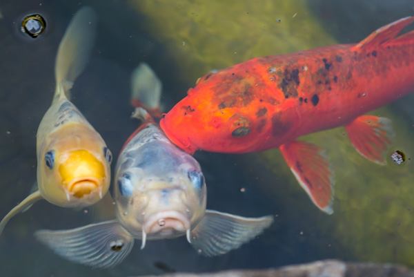 wine tasting Sonoma & Napa