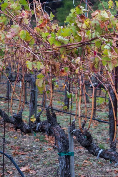 wine tasting Sonoma & Napa