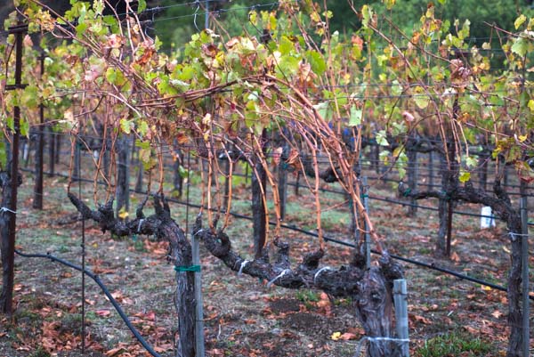 wine tasting Sonoma & Napa