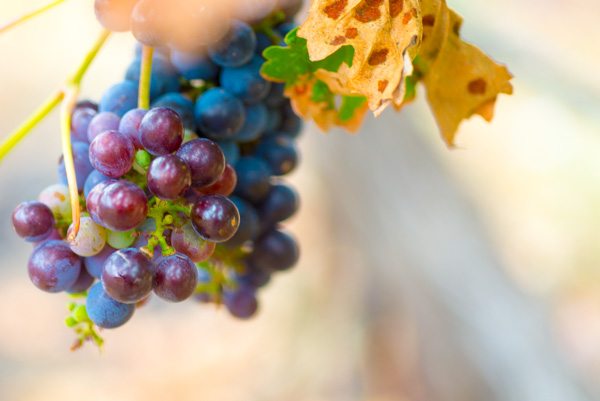 wine tasting Sonoma & Napa