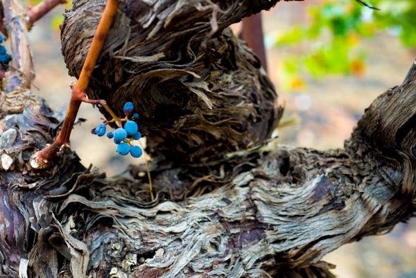 wine tasting Sonoma & Napa