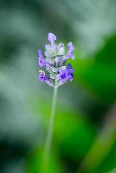 wine tasting Sonoma & Napa