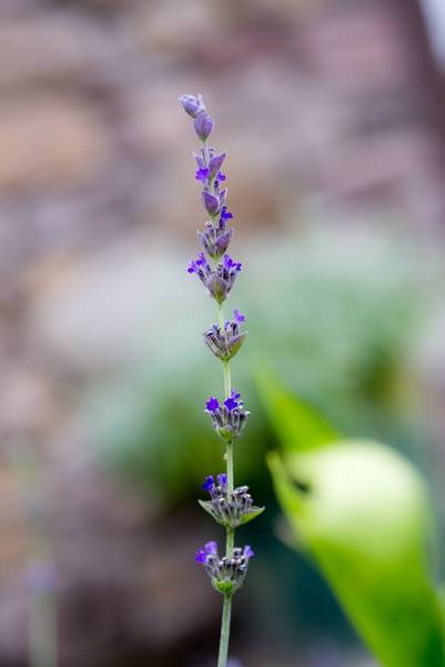 wine tasting Sonoma & Napa