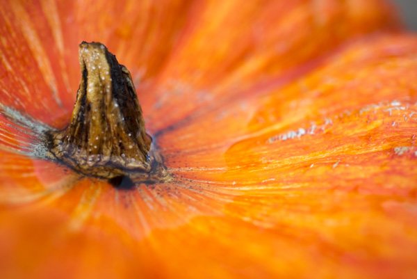 wine tasting Sonoma & Napa