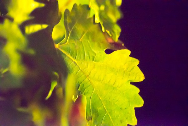 wine tasting Sonoma & Napa