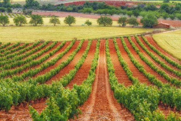 Cariñena Wine Region to Watch