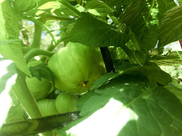 green tomato