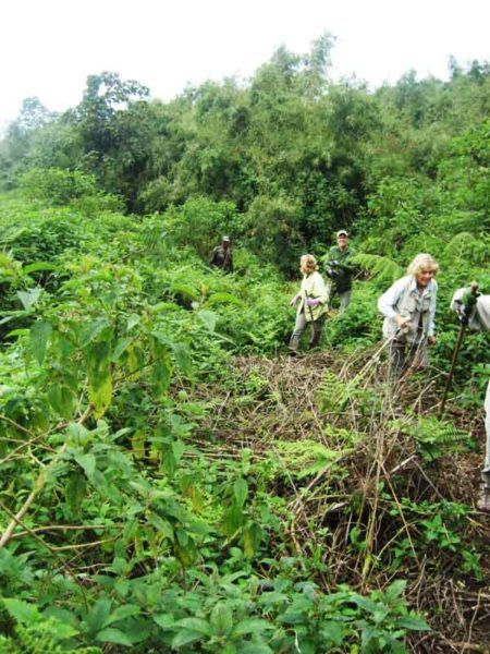 gorilla trek